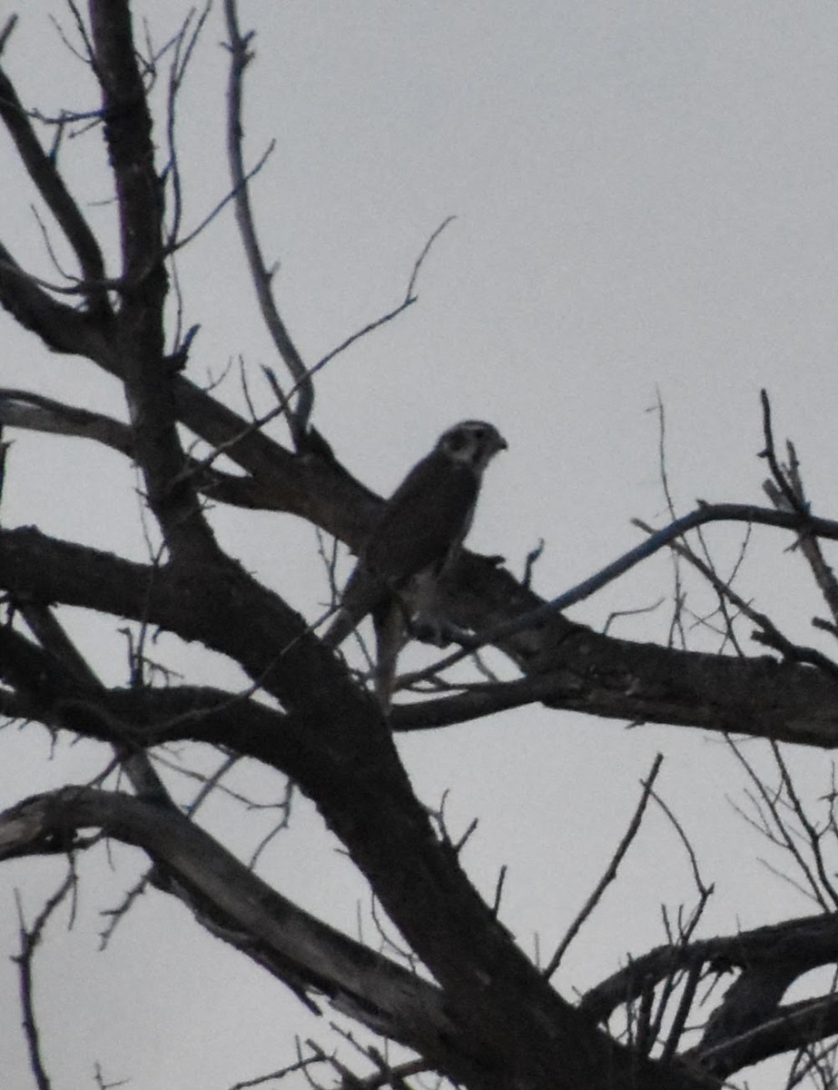 Prairie Falcon - ML623694539