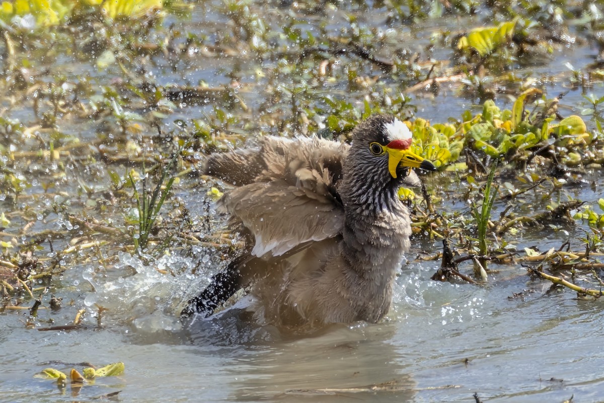 Wattled Lapwing - ML623694559