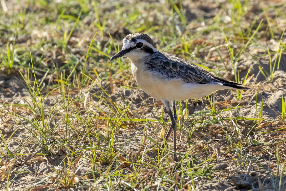 Kittlitz's Plover - ML623694562