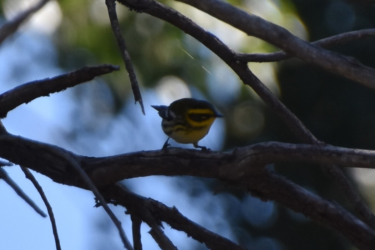 Townsend's Warbler - ML623694568