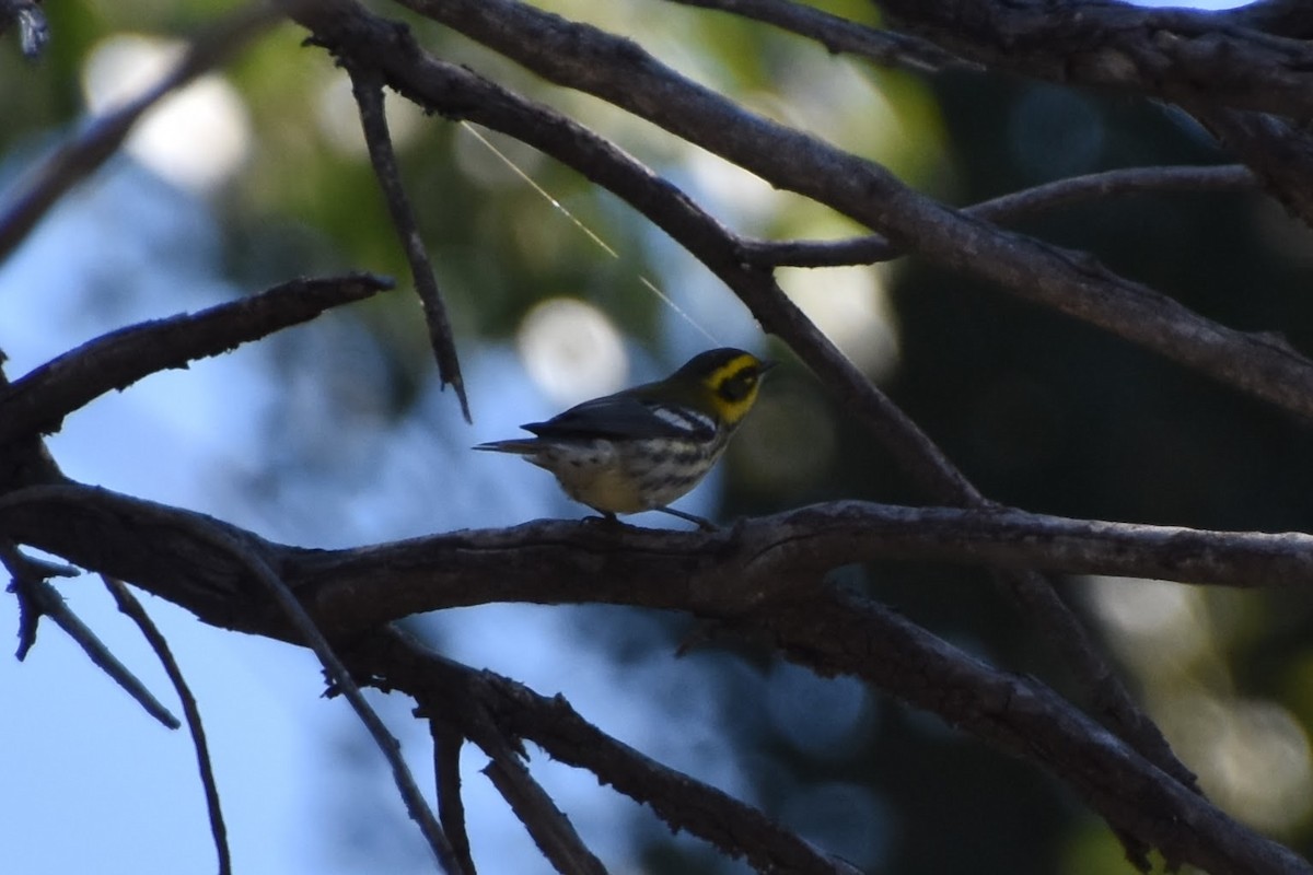 Townsend's Warbler - ML623694569