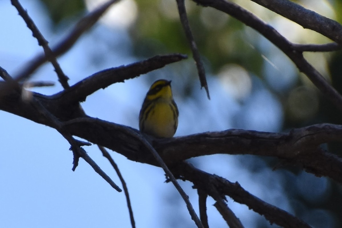 Townsend's Warbler - ML623694570