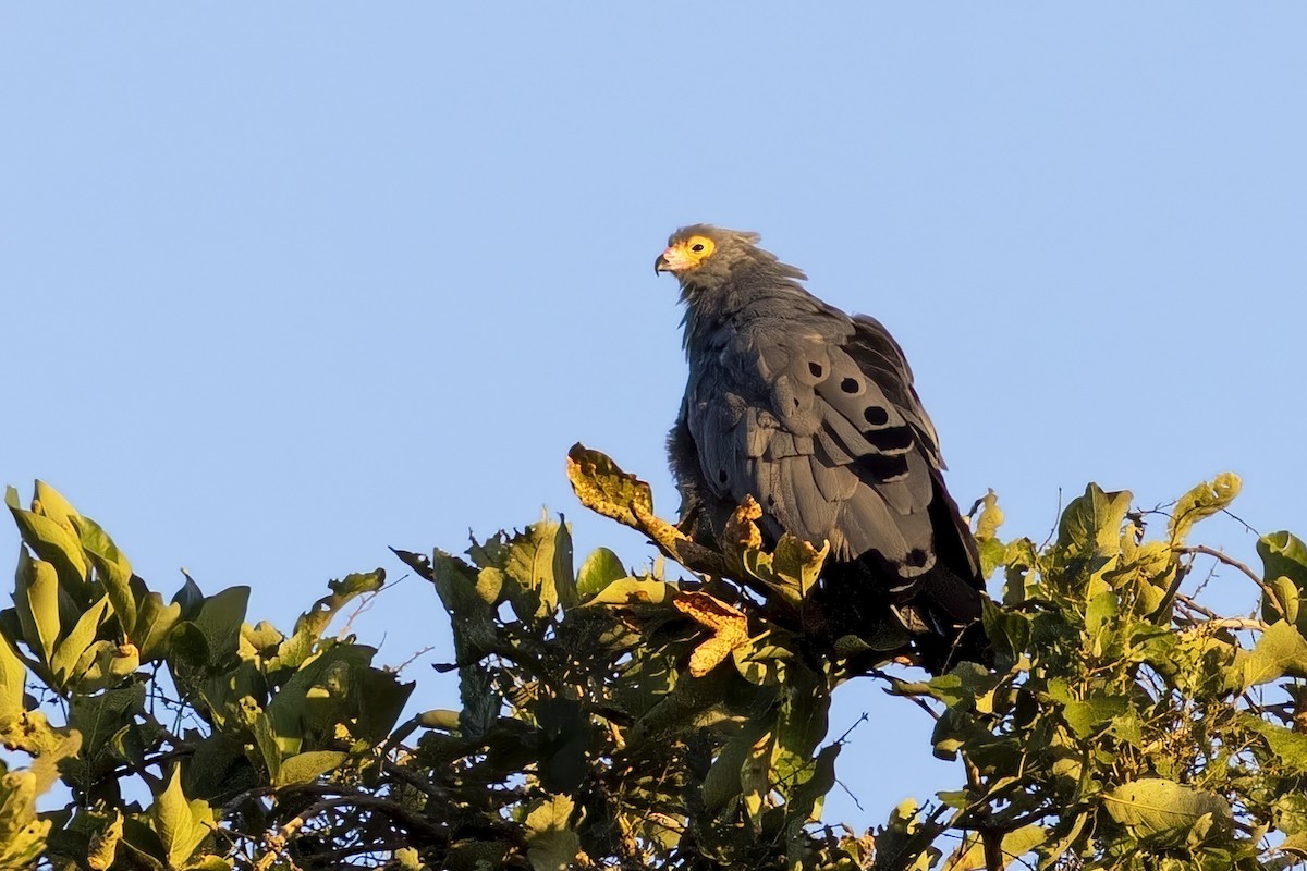 African Harrier-Hawk - ML623694572