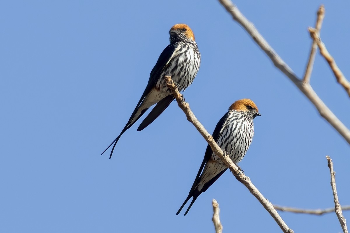 Lesser Striped Swallow - ML623694577