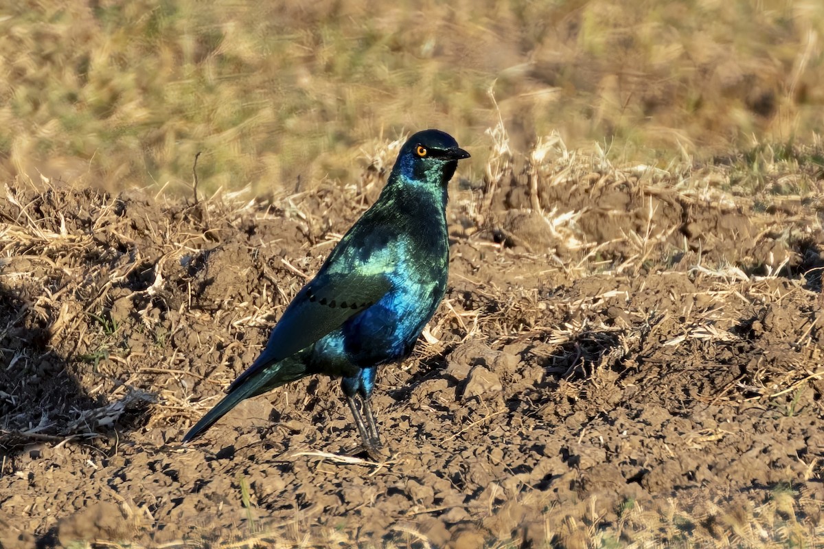 Greater Blue-eared Starling - ML623694582