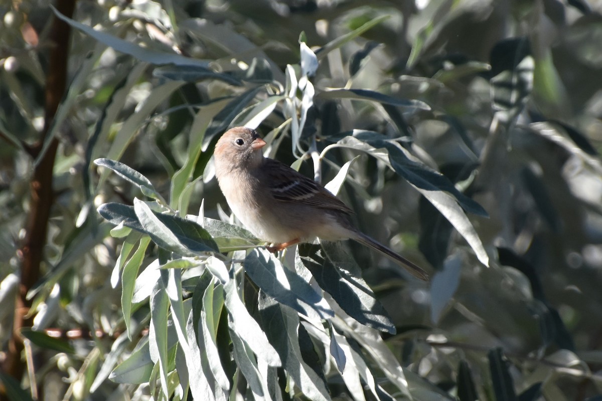 Field Sparrow - ML623694584