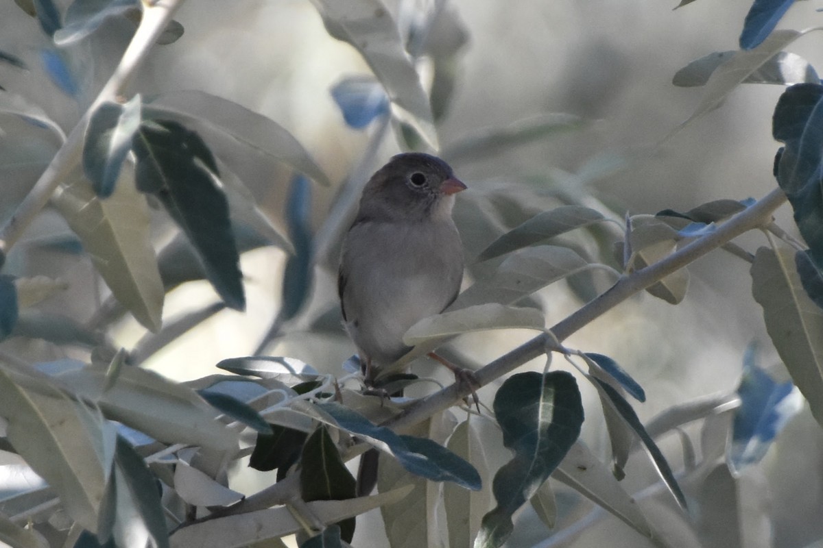 Field Sparrow - ML623694585