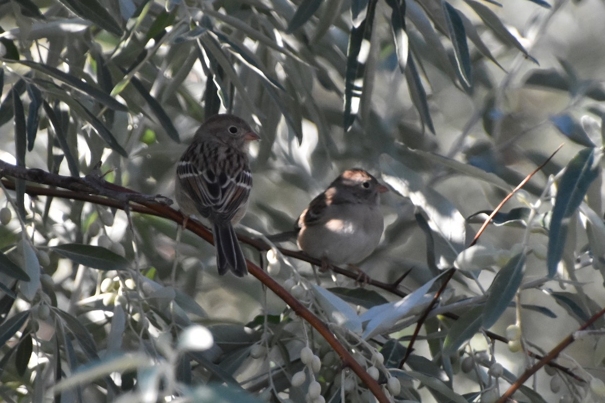 Field Sparrow - ML623694586