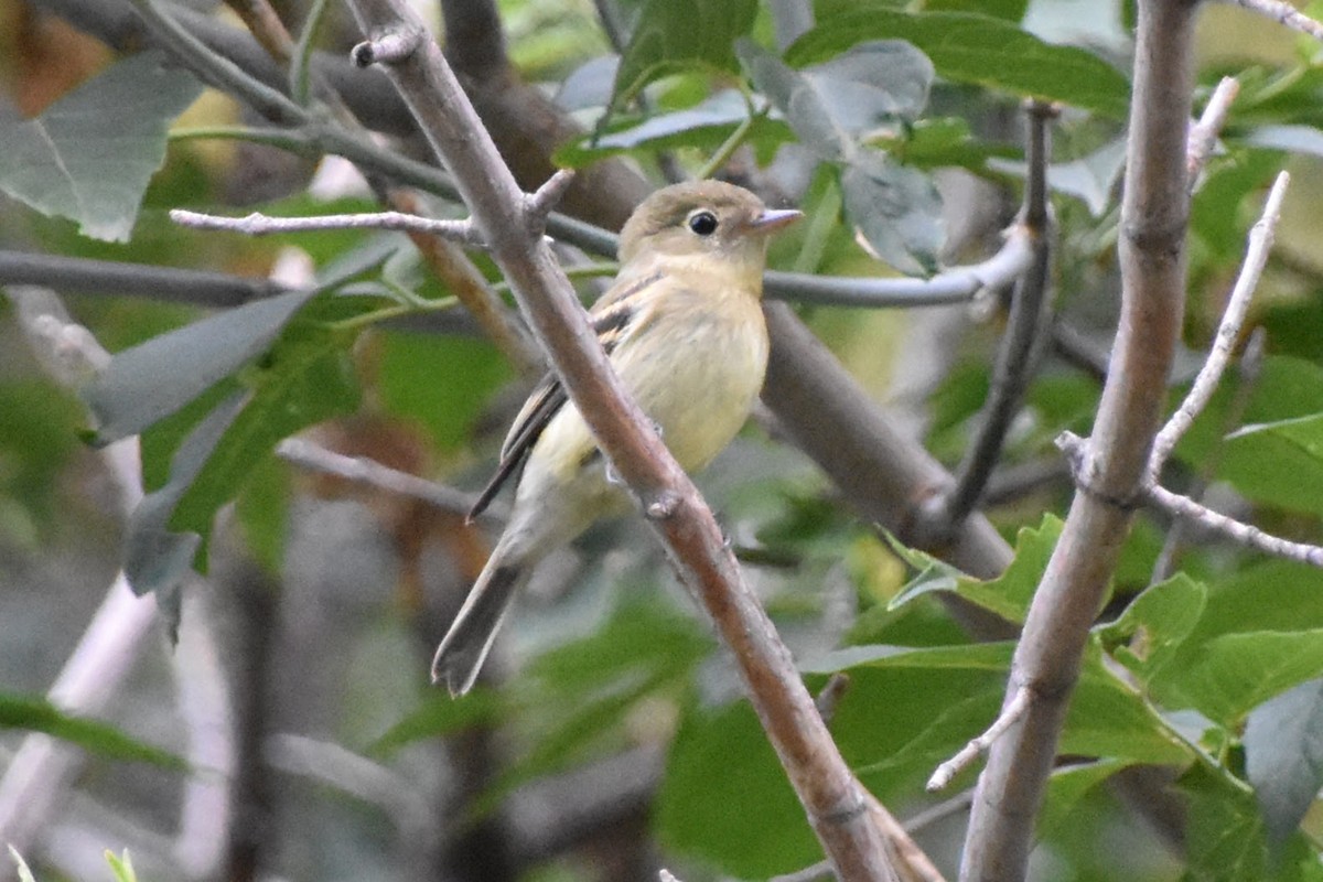 Yellow-bellied Flycatcher - ML623694615