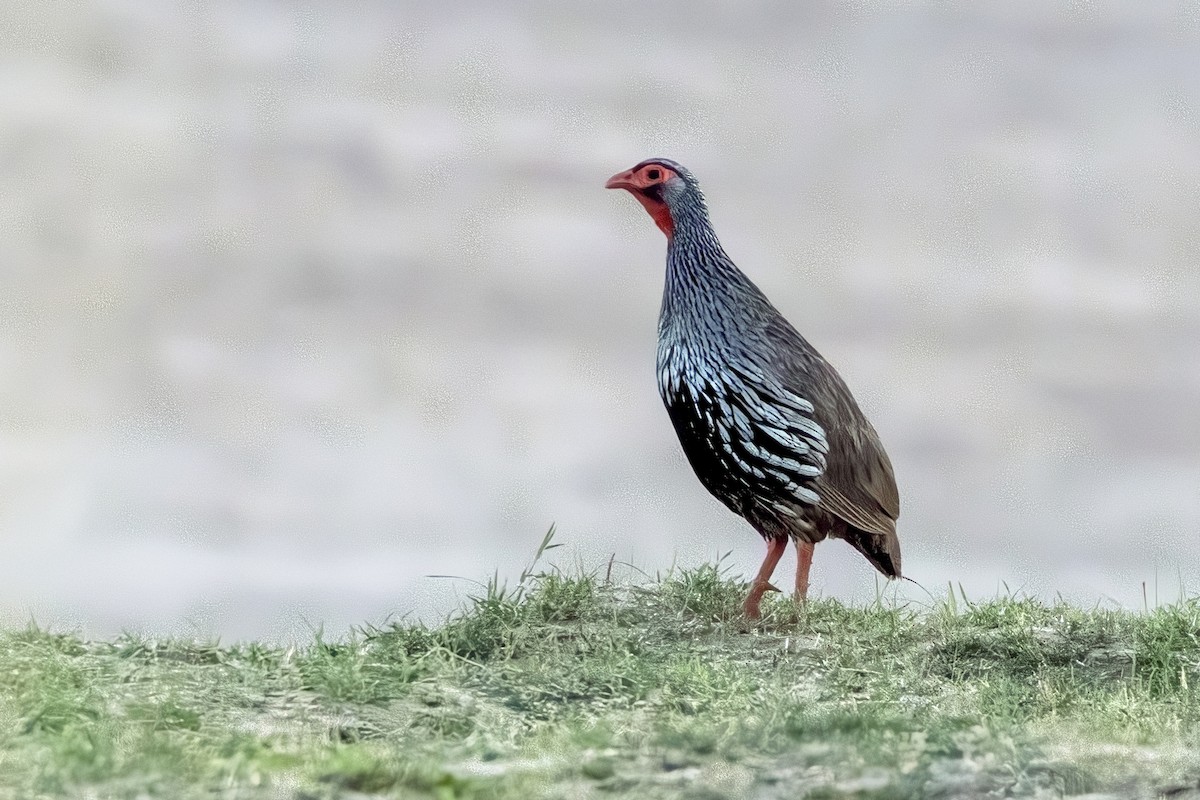 Red-necked Spurfowl - Dave Addison