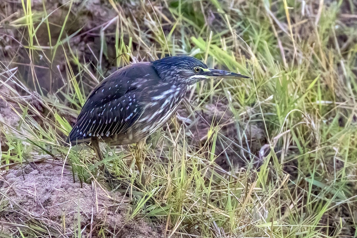 Striated Heron - ML623694652