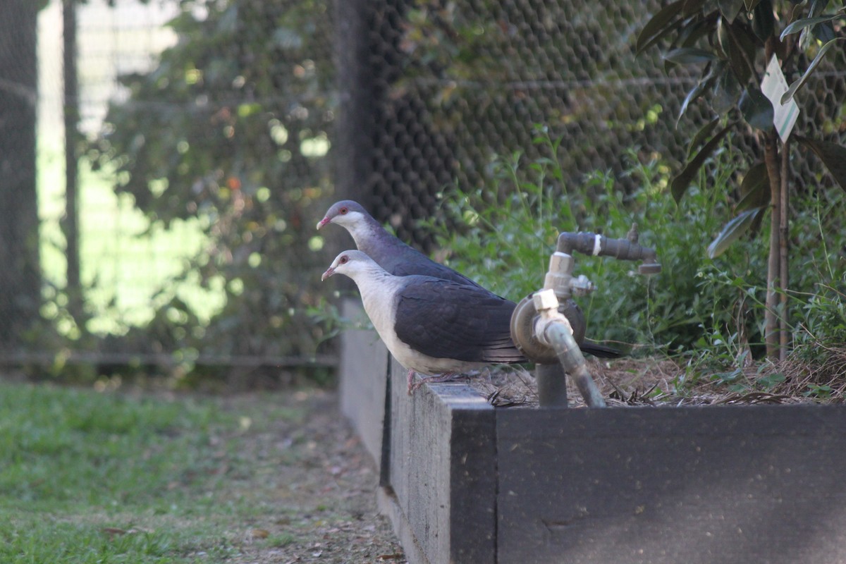 White-headed Pigeon - ML623694653