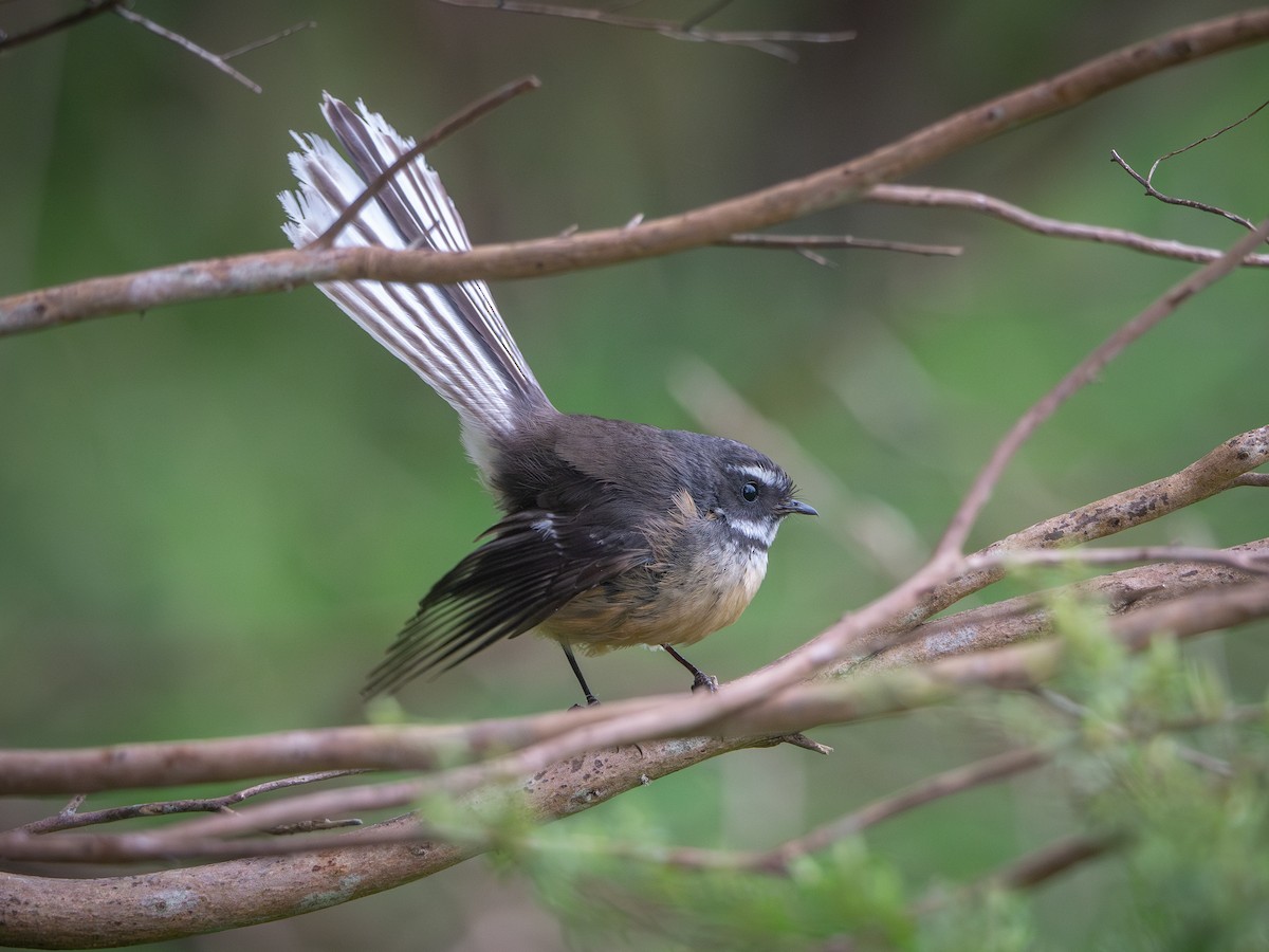 New Zealand Fantail - ML623694662