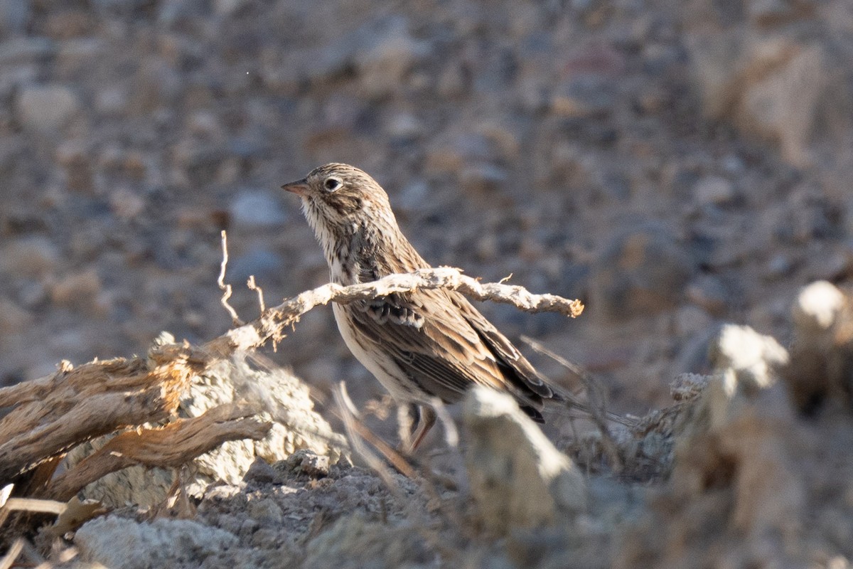 Vesper Sparrow - ML623694679