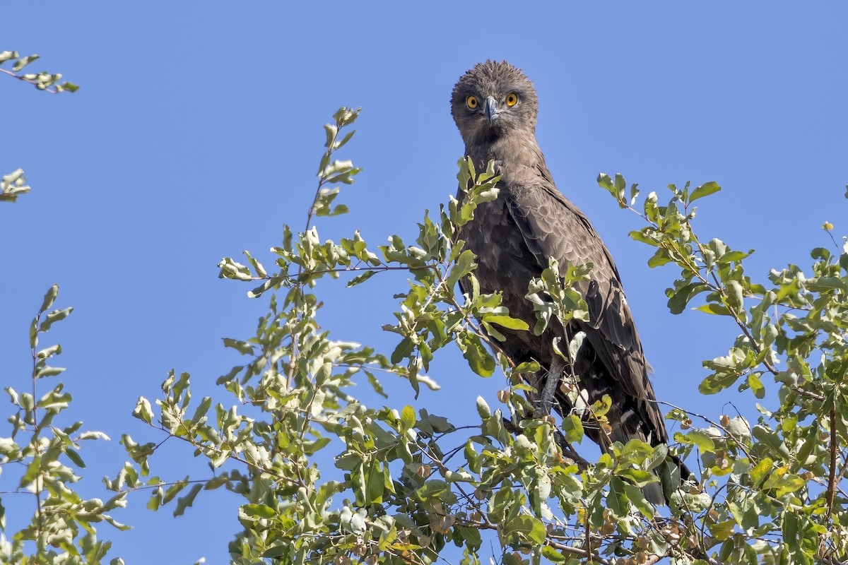 Brown Snake-Eagle - ML623694690