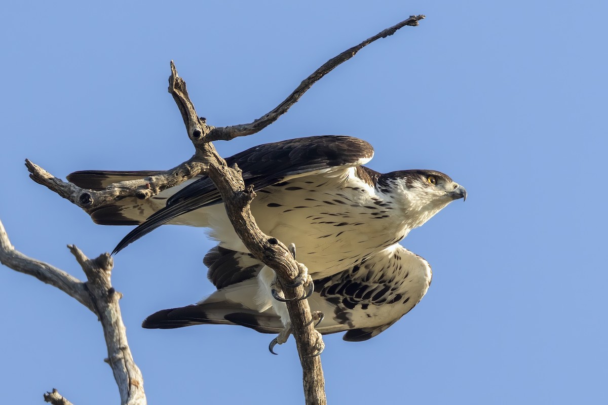 African Hawk-Eagle - ML623694699