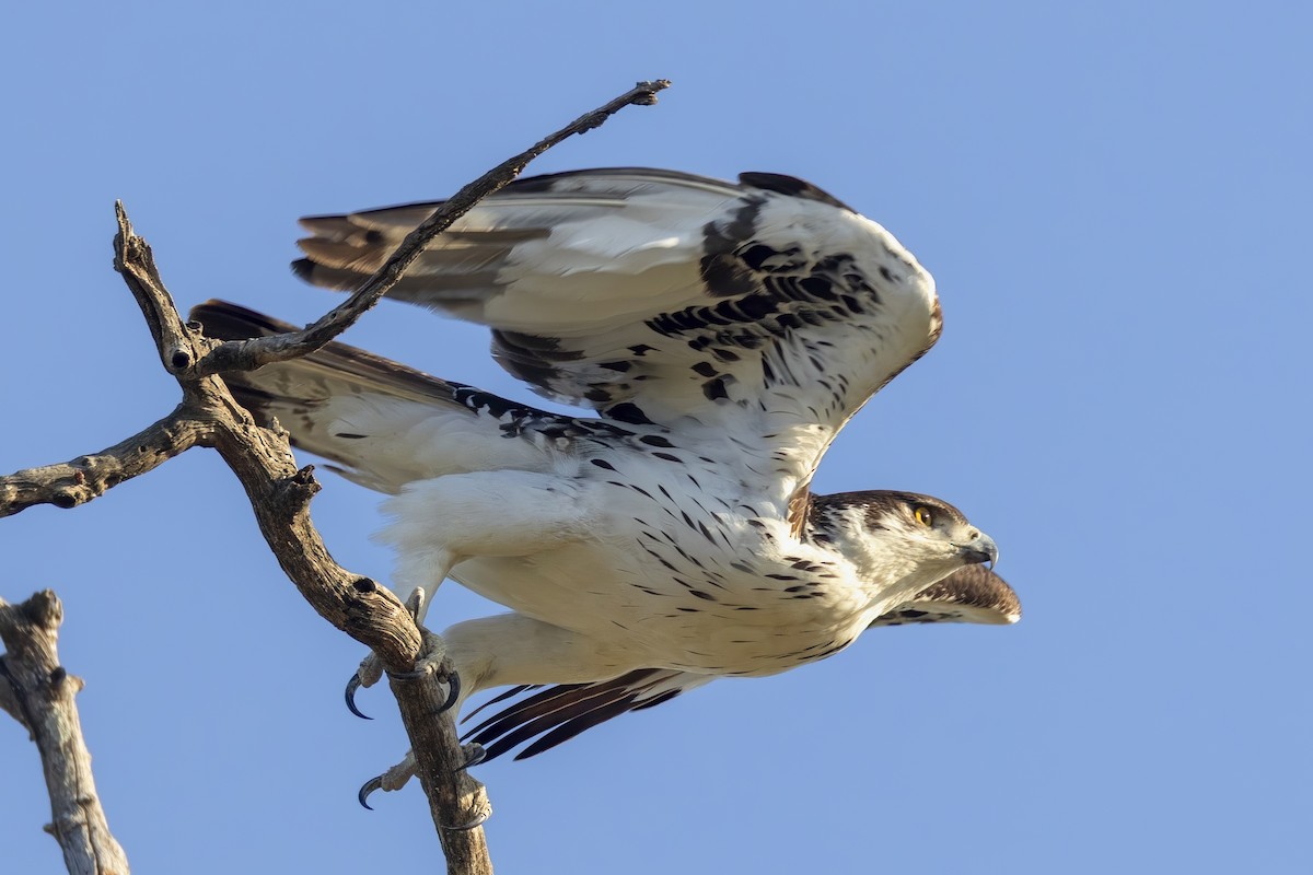 African Hawk-Eagle - ML623694700