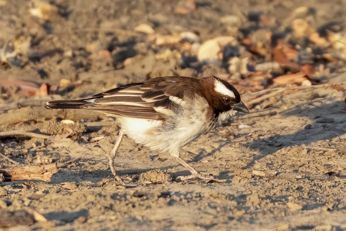 White-browed Sparrow-Weaver - ML623694704