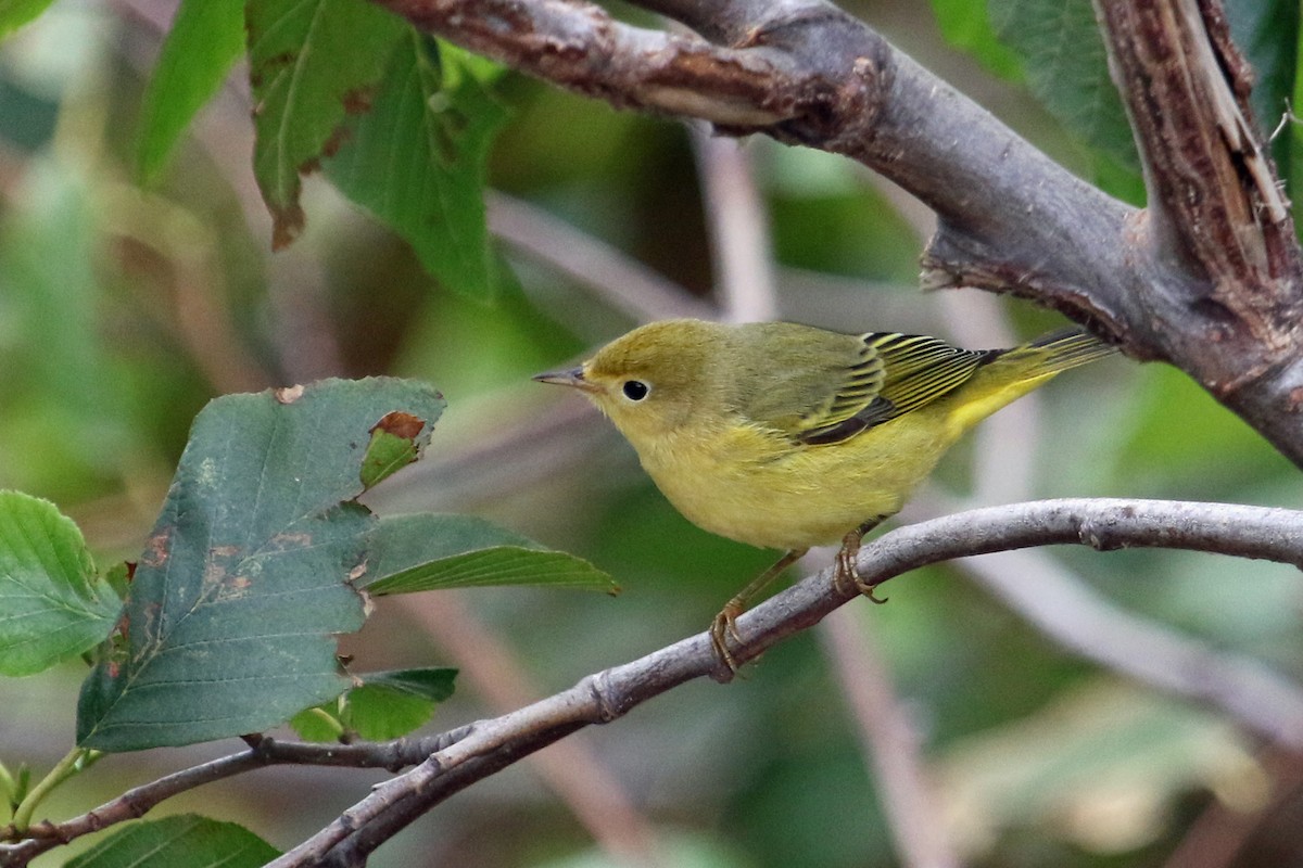 Yellow Warbler - Jamie Chavez