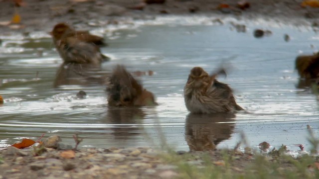 Clay-colored Sparrow - ML623694734