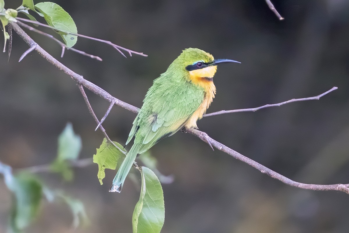 Little Bee-eater - ML623694759