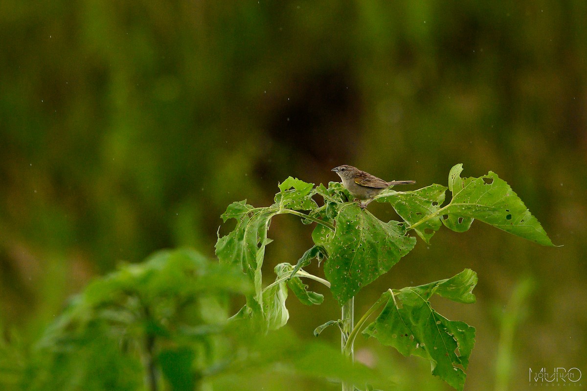 Botteri's Sparrow - ML623694763