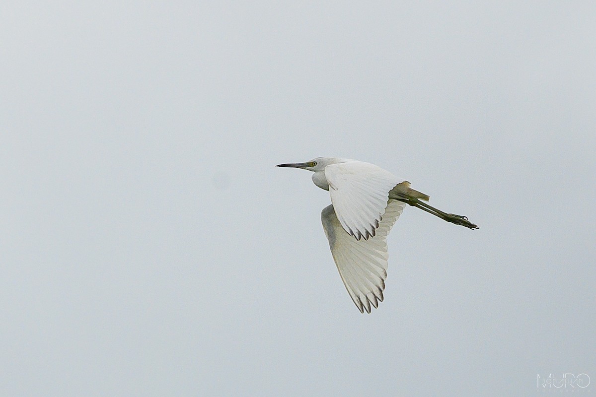 Little Blue Heron - ML623694769