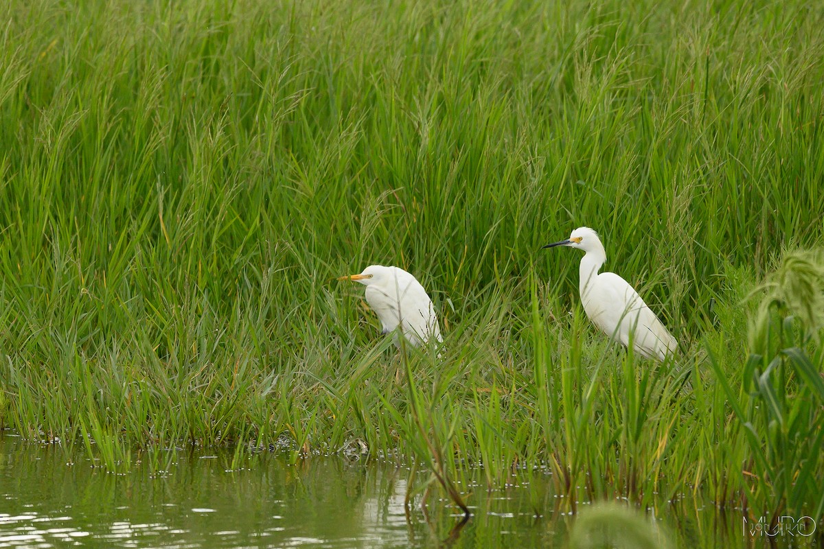 Snowy Egret - ML623694772
