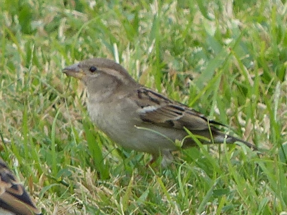 House Sparrow - Eamon Corbett