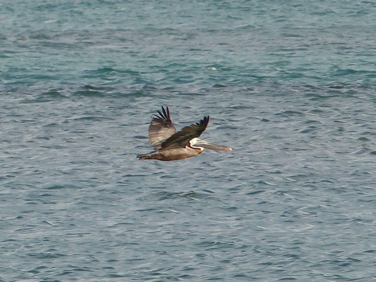 Brown Pelican - Eamon Corbett