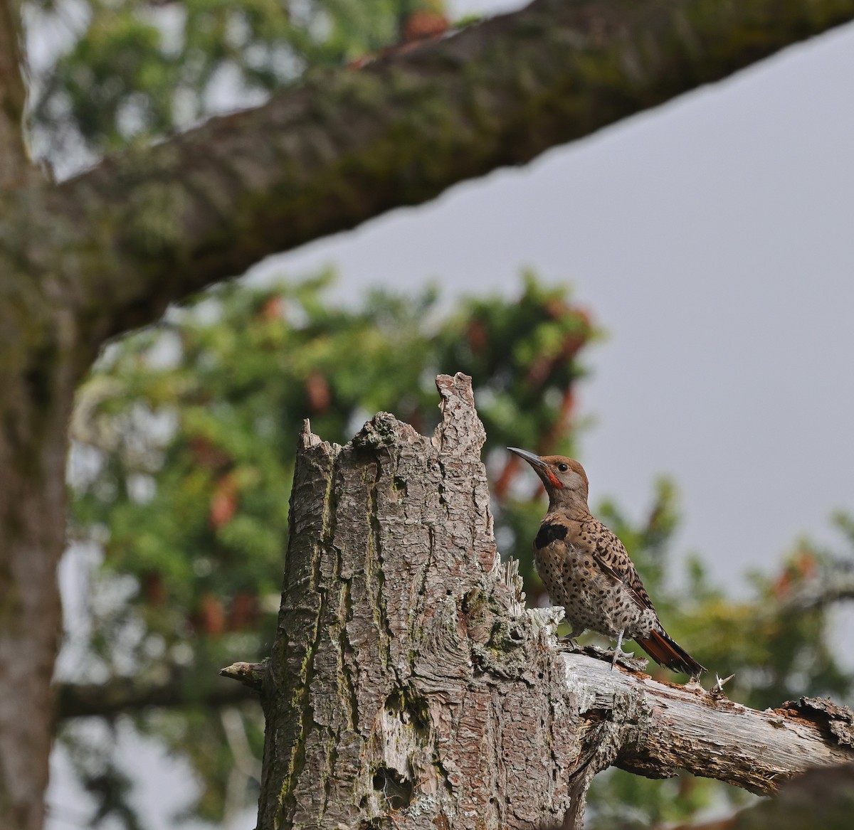 Northern Flicker - ML623694810