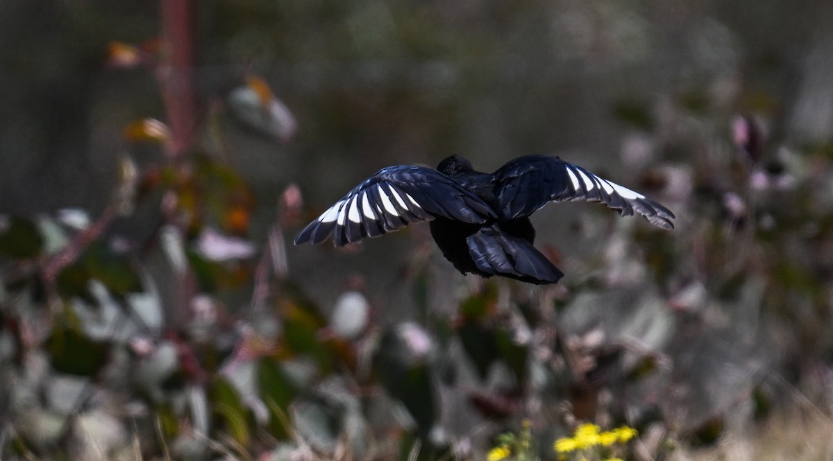 White-winged Chough - ML623694811