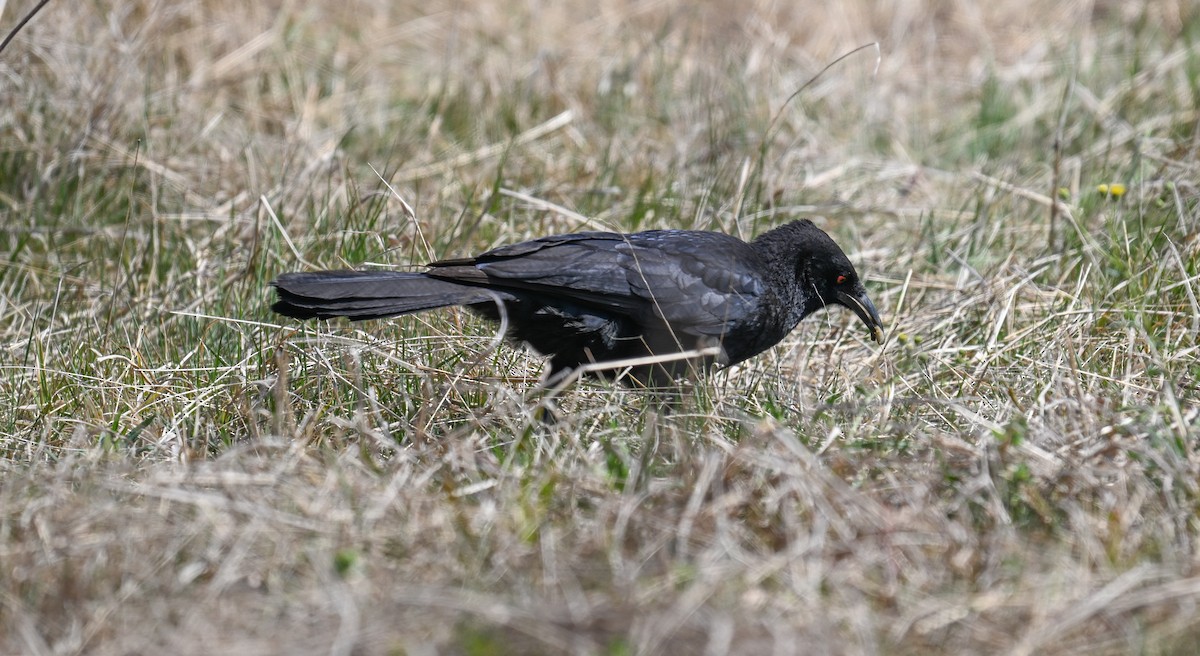 White-winged Chough - ML623694812