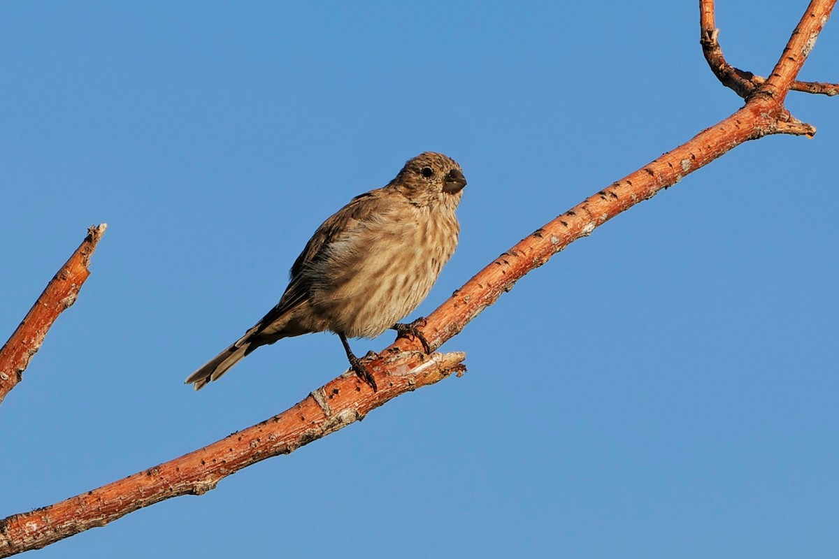 House Finch - Risë Foster-Bruder