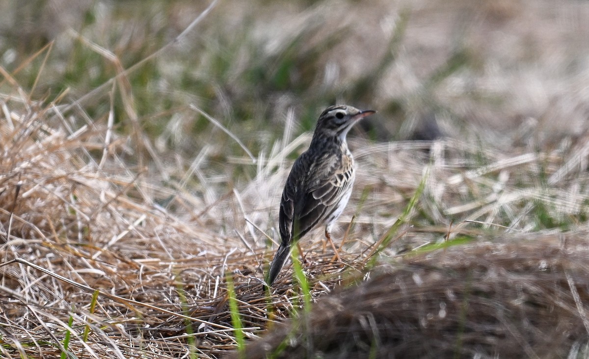 Australian Pipit - ML623694819