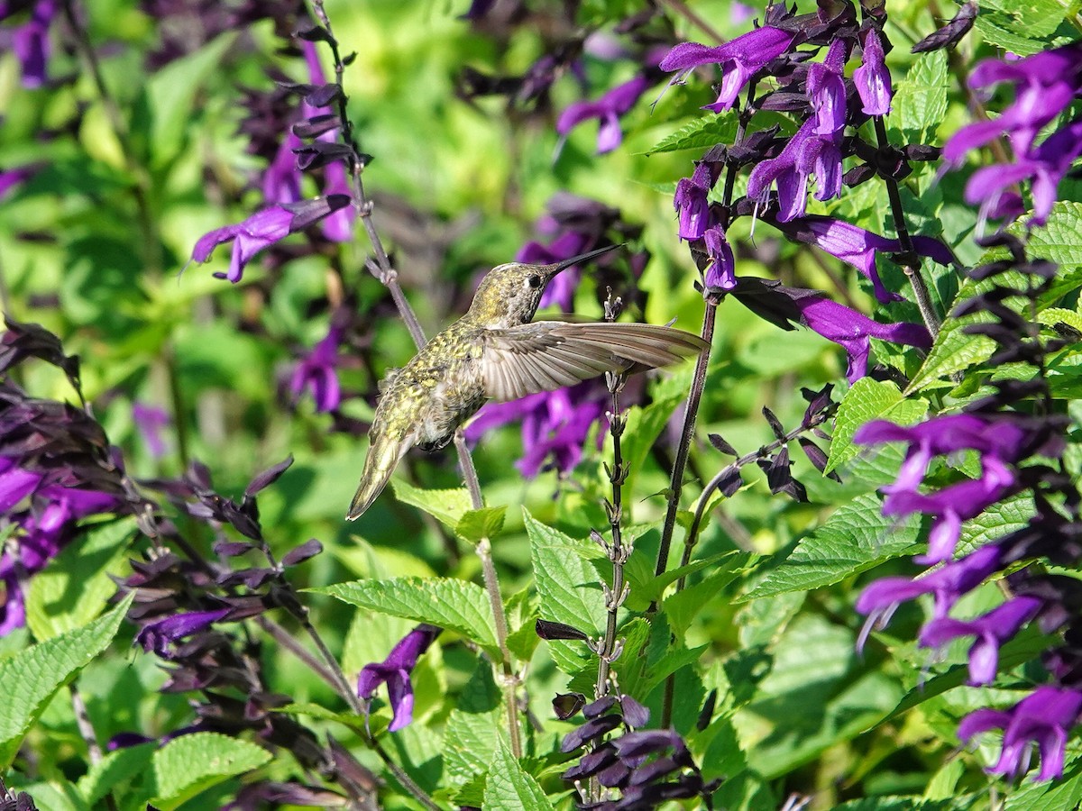 rødmaskekolibri - ML623694820