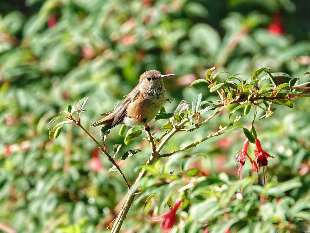 Colibrí Rufo - ML623694825