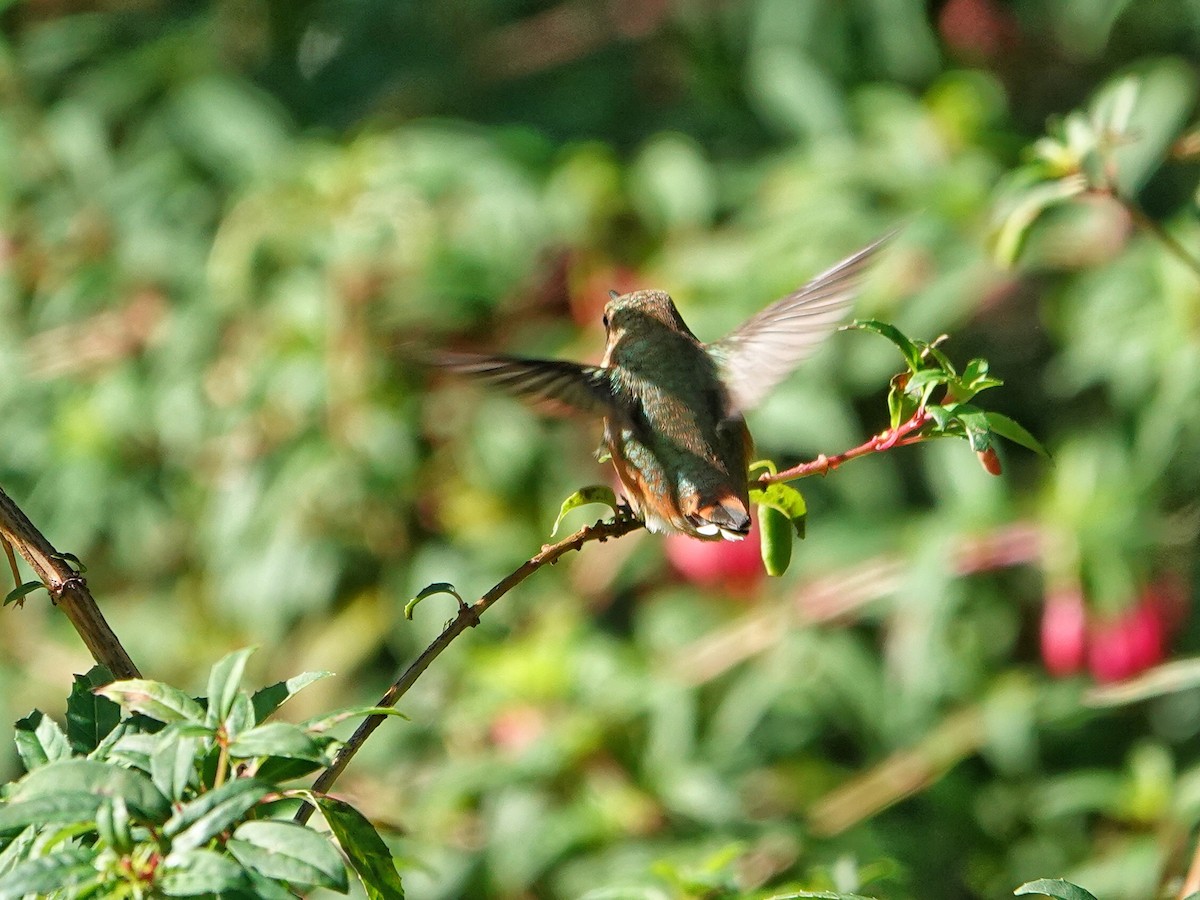 Colibrí Rufo - ML623694826