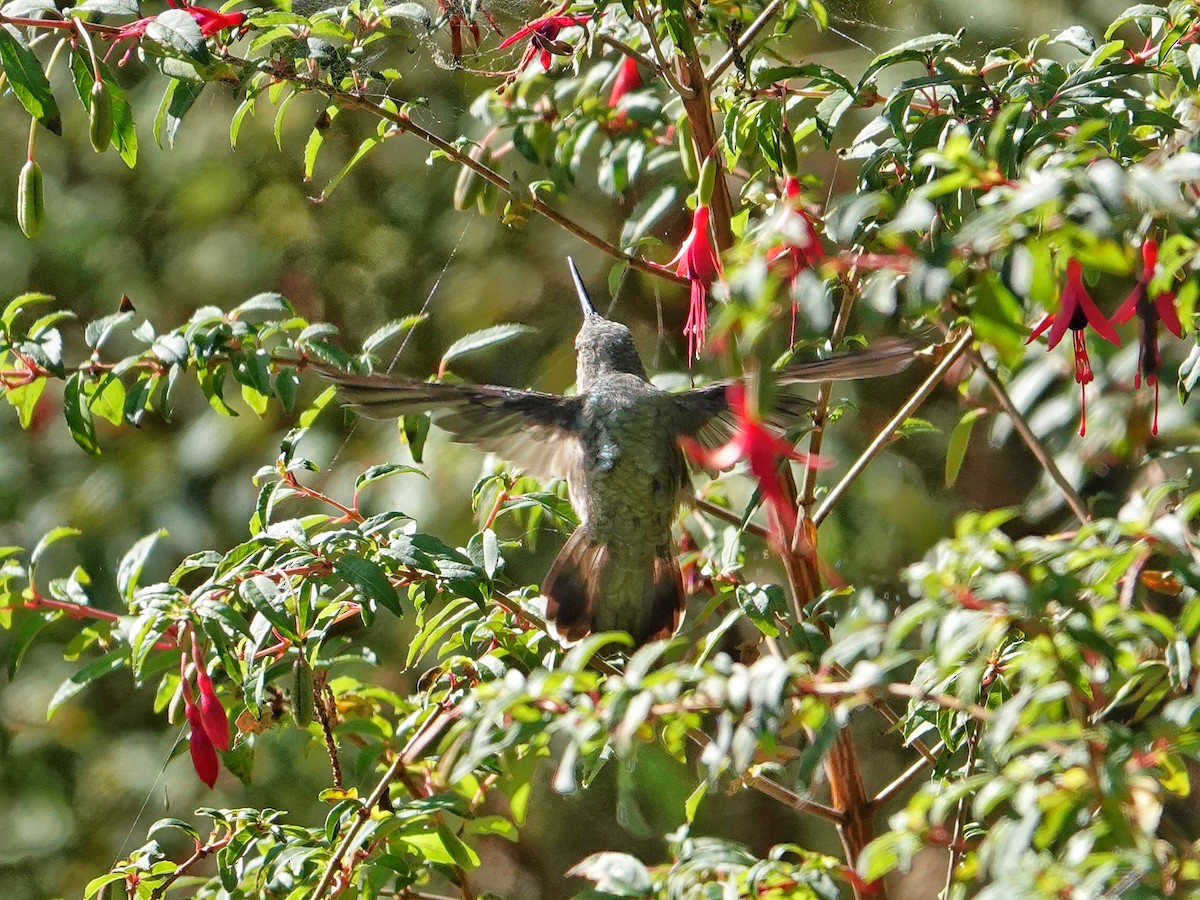 Colibrí Rufo - ML623694827