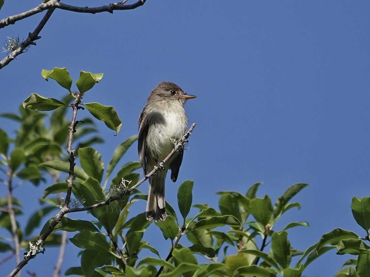 Mosquero Saucero - ML623694843