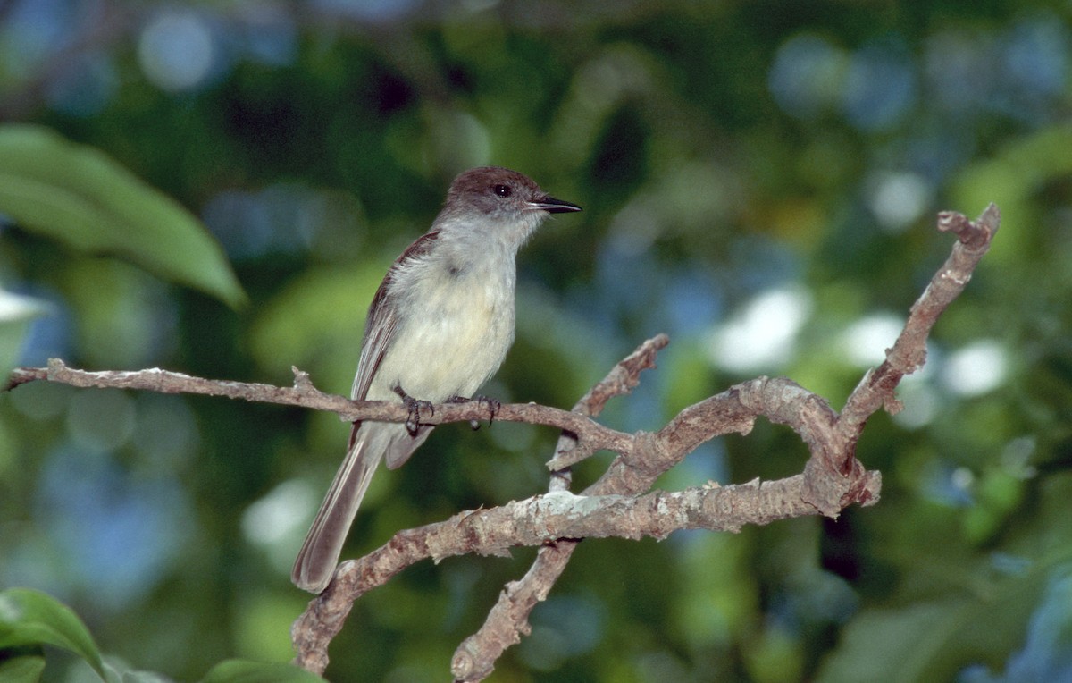 Stolid Flycatcher - ML623694929