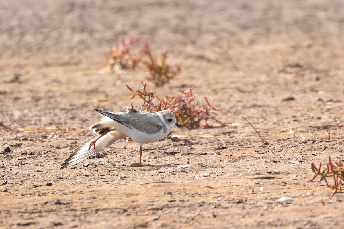 Piping Plover - Carmella Melanson