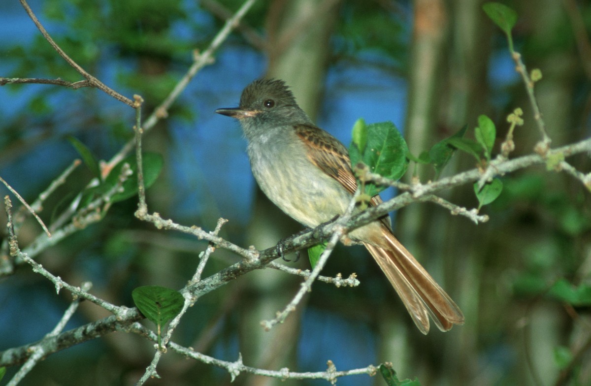 Rufous-tailed Flycatcher - ML623694956