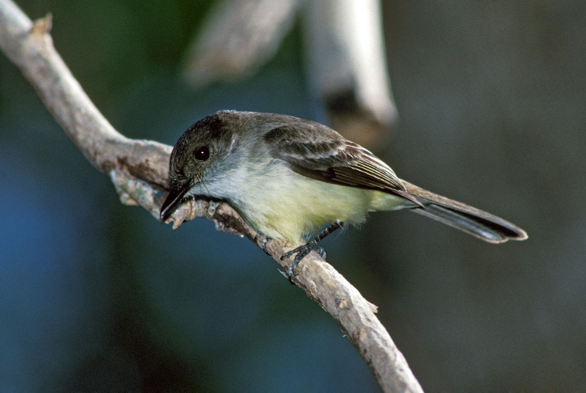 Sad Flycatcher - ML623695003