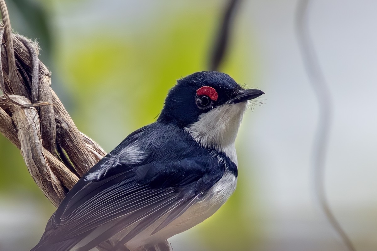 Black-throated Wattle-eye - ML623695018