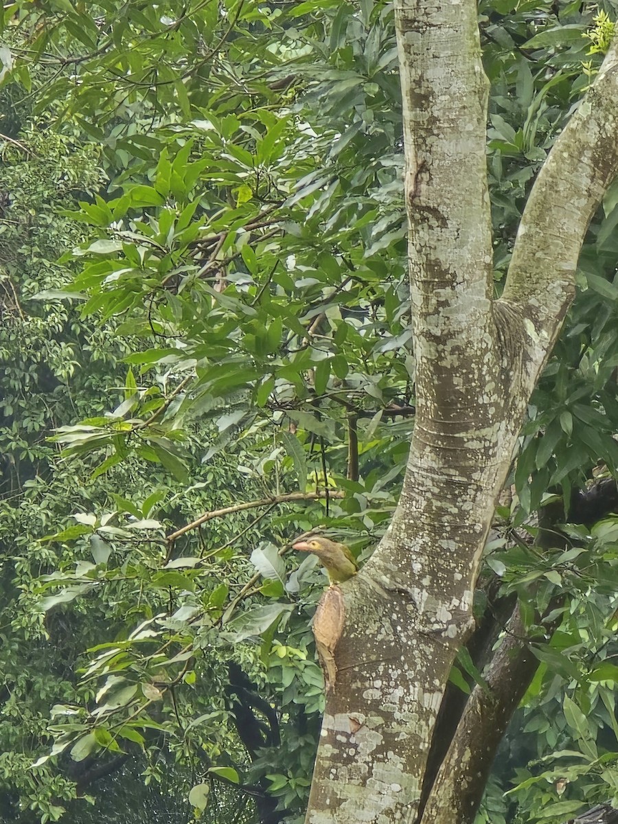 Brown-headed Barbet - Shivakumar Gangal