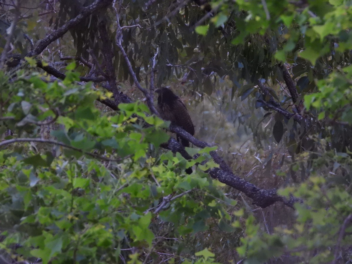 Pheasant Coucal - ML623695106