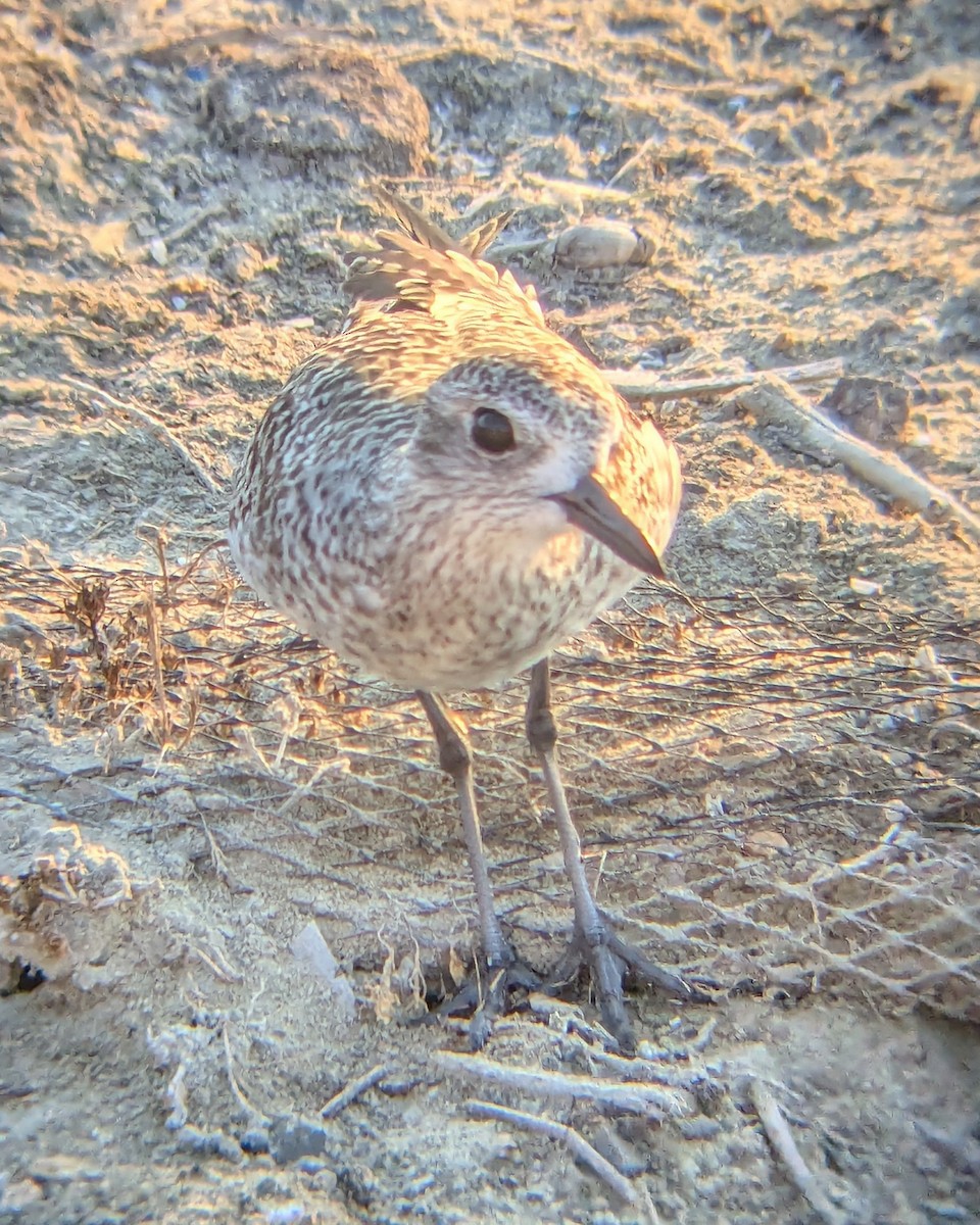 Black-bellied Plover - ML623695115