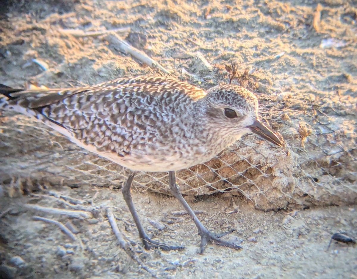 Black-bellied Plover - ML623695116