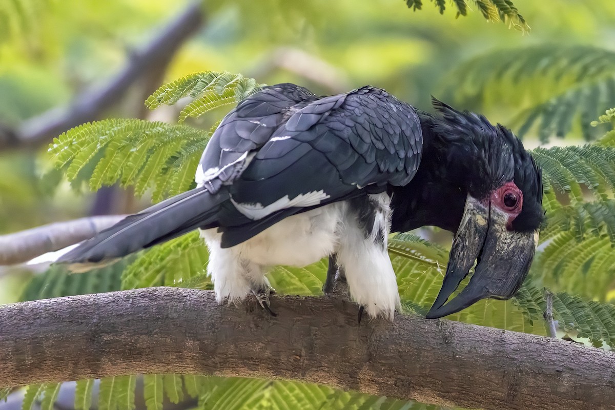 Trumpeter Hornbill - Dave Addison